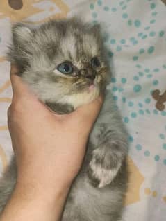 Persian cat for sale age 1 month