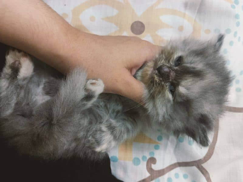 Persian cat for sale age 1 month 1