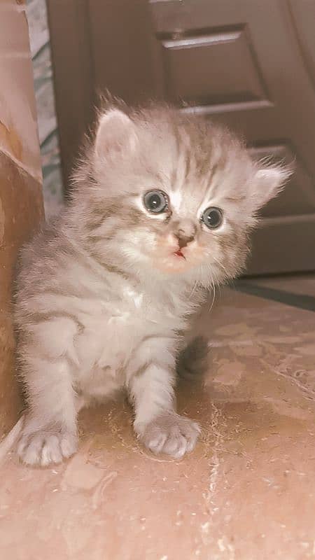 Persian cat for sale age 1 month 3