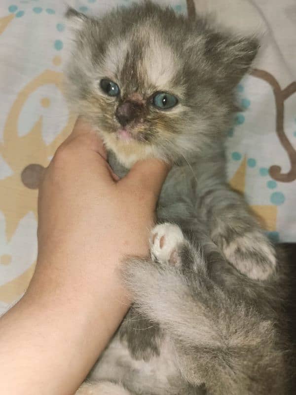 Persian cat for sale age 1 month 4