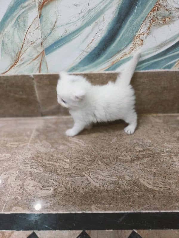 Persian cat for sale age 1 month 5