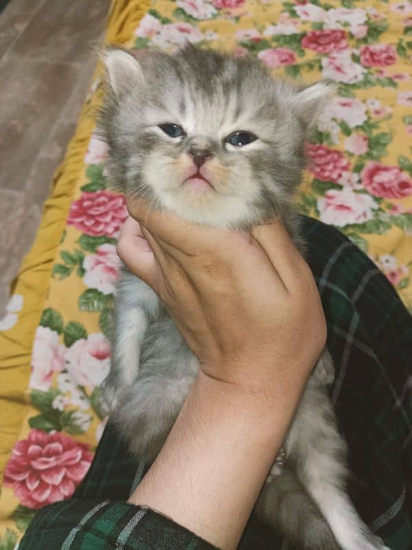 Persian cat for sale age 1 month 6