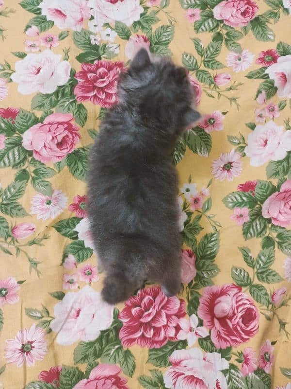 Persian cat for sale age 1 month 7