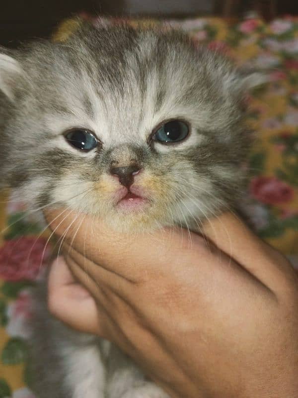 Persian cat for sale age 1 month 9