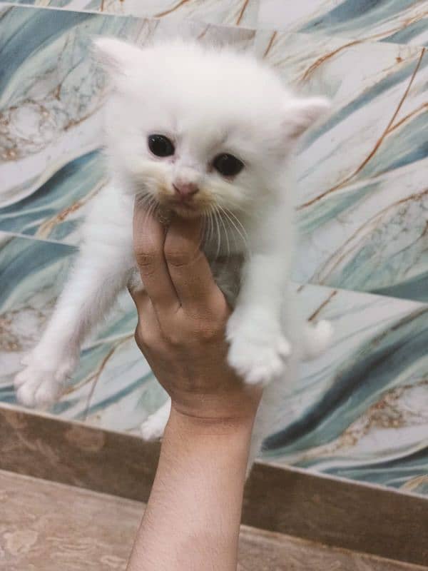 Persian cat for sale age 1 month 13