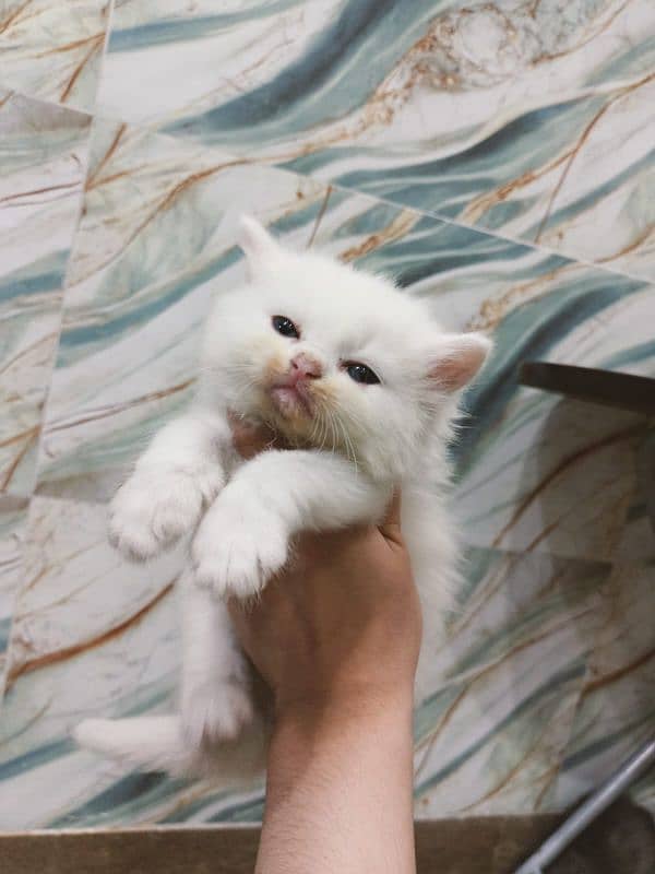 Persian cat for sale age 1 month 16