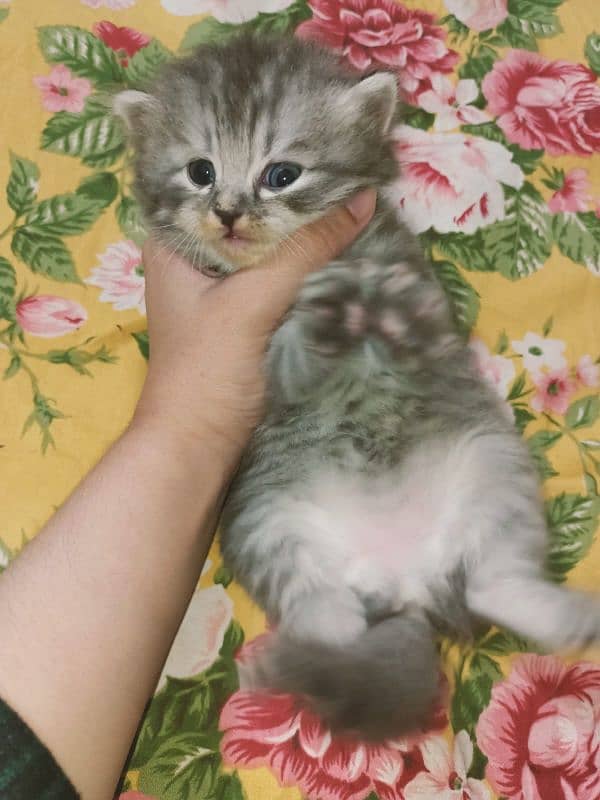 Persian cat for sale age 1 month 17