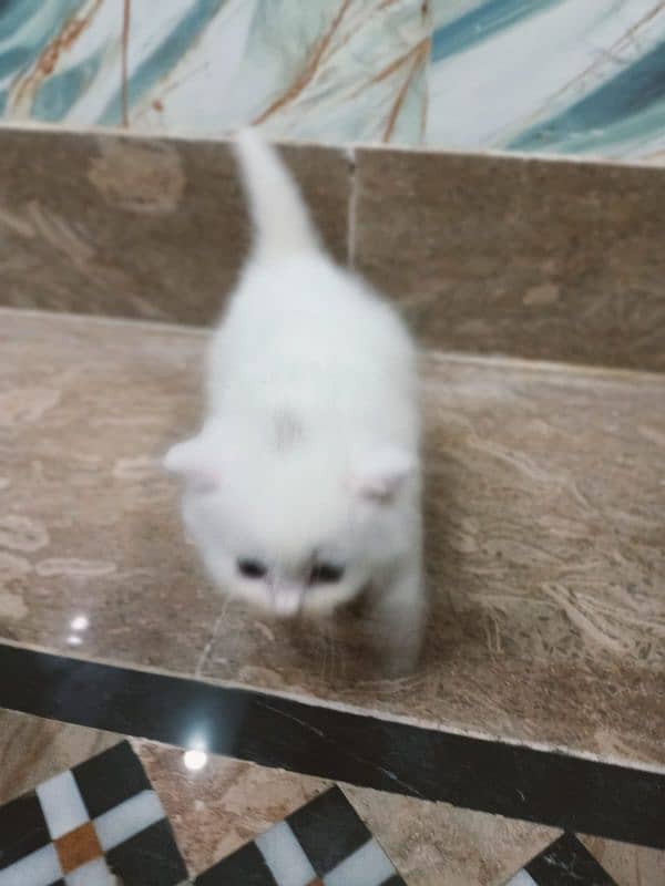 Persian cat for sale age 1 month 19