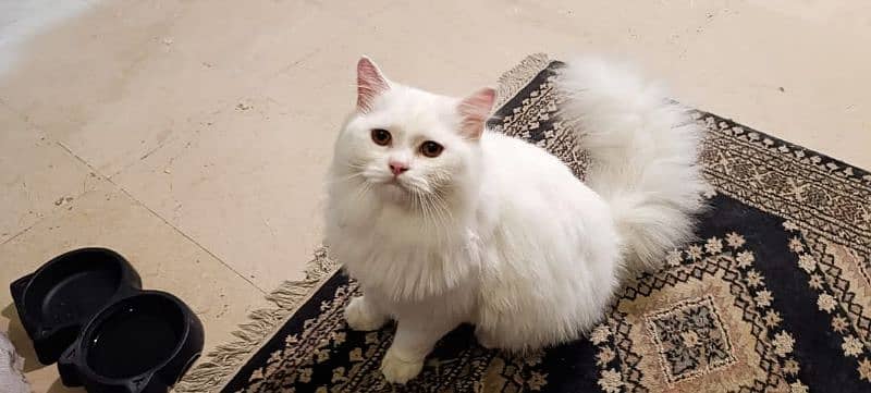 aslam. o. alikum male cat 11 month age fulk activ 1