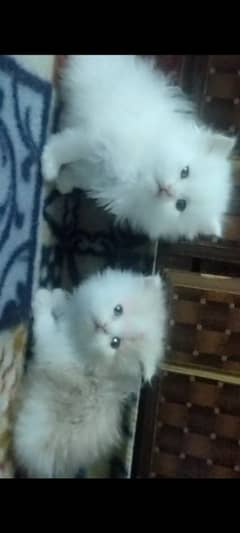 beautiful Persian kittens