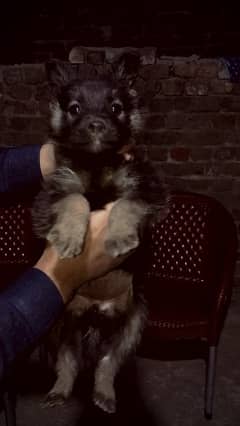 German Shepherd puppy (Female)