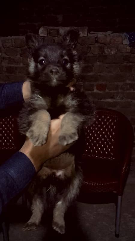 German Shepherd puppy (Female) 0