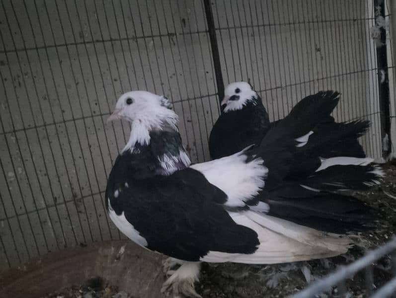 Fancy breading Pair 5