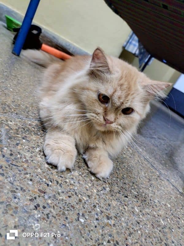 PERSIAN CAT 1