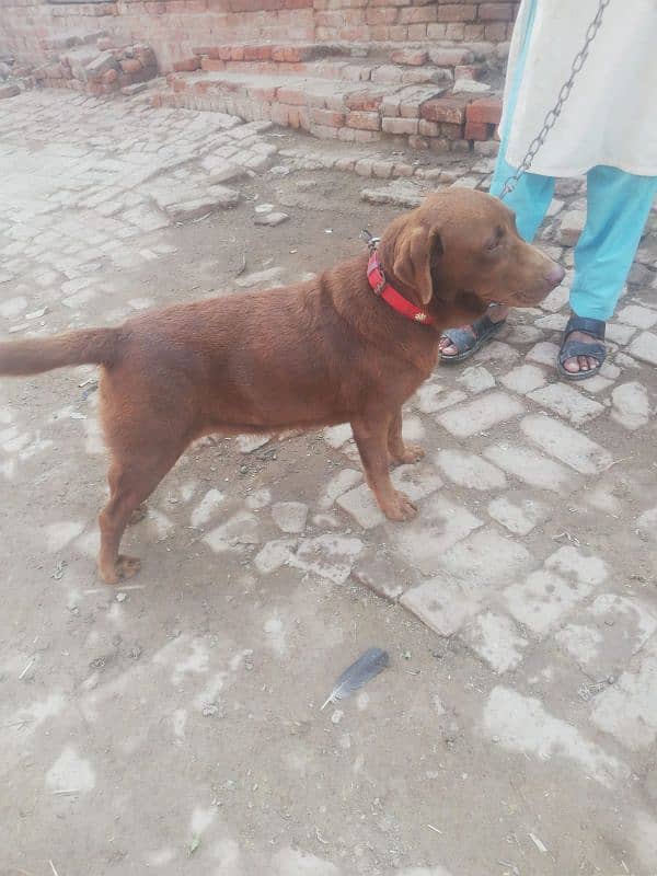 chocolate lab 19 month age breeder female for sale 0