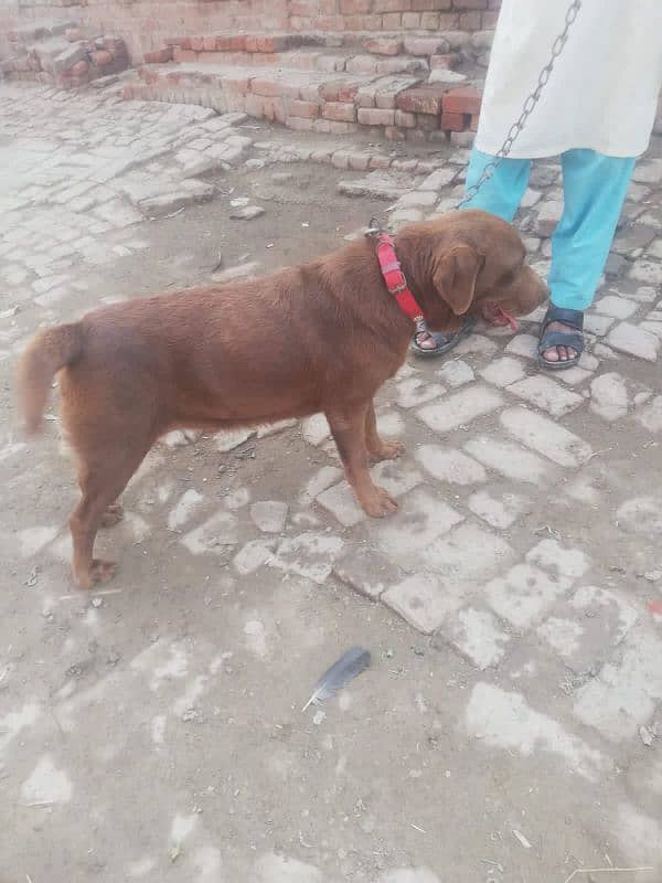 chocolate lab 19 month age breeder female for sale 1