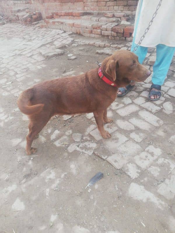 chocolate lab 19 month age breeder female for sale 4