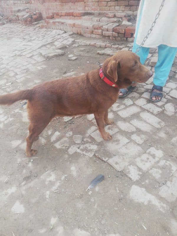 chocolate lab 19 month age breeder female for sale 5