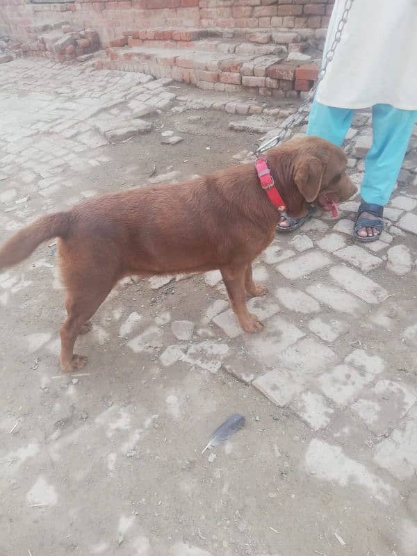 chocolate lab 19 month age breeder female for sale 6