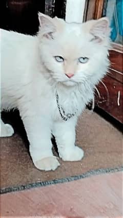 Persian cat for sale. . .