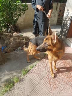 German shepherd male pet dog 03214583573