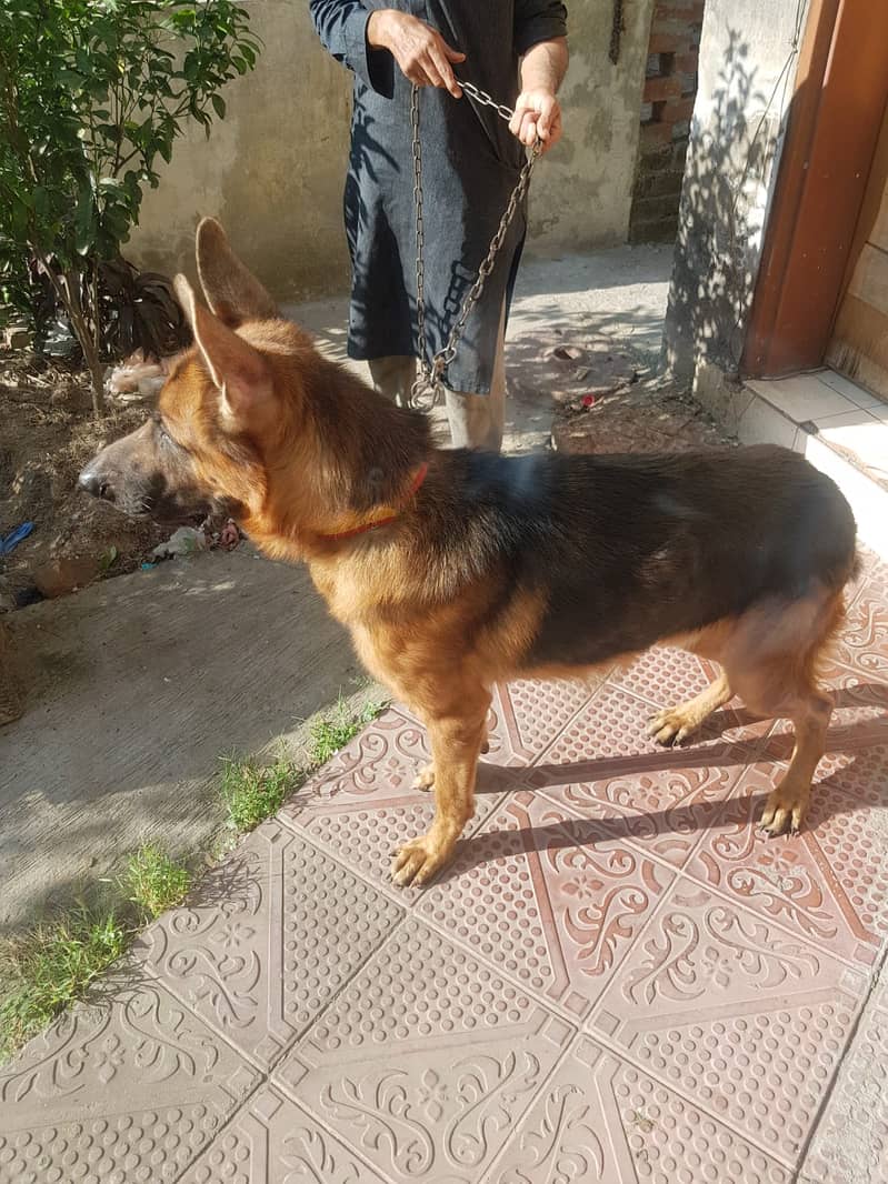 German shepherd male pet dog 03214583573 1