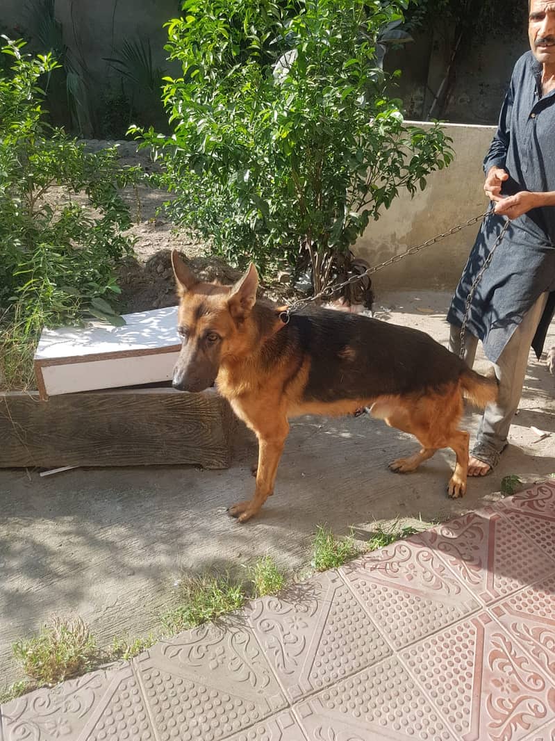 German shepherd male pet dog 03214583573 2