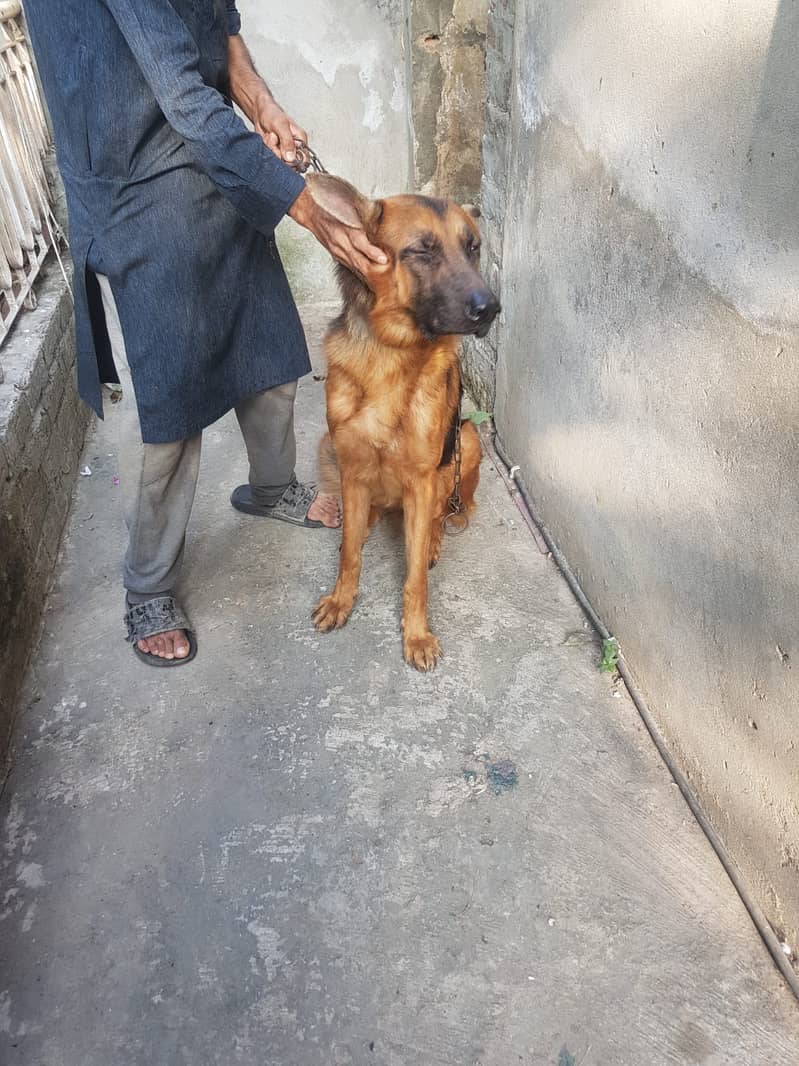 German shepherd male pet dog 03214583573 4