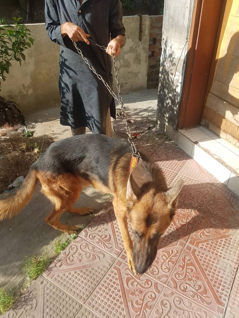 German shepherd male pet dog 03214583573 6