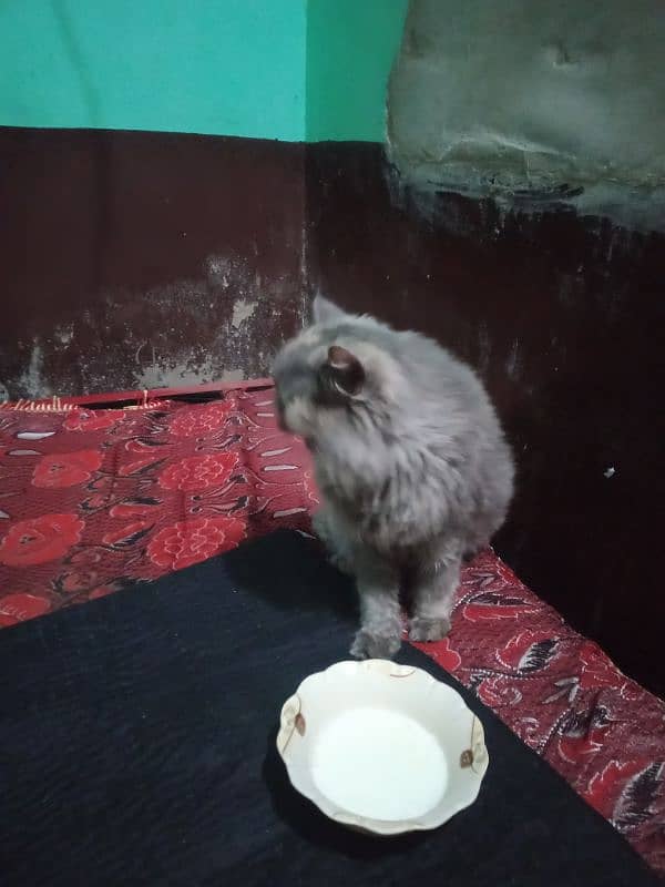 Persian Cat 1