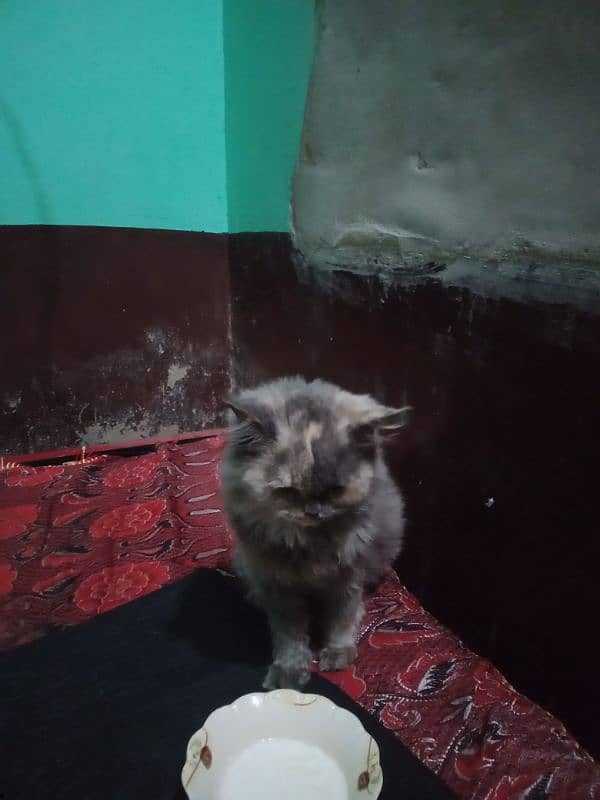 Persian Cat 2