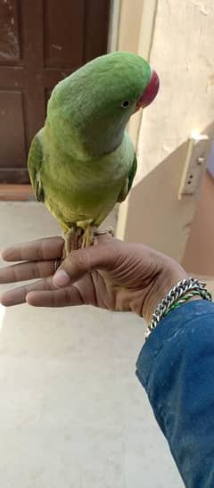 Pahari green parrot