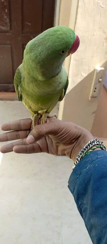 Pahari green parrot 0