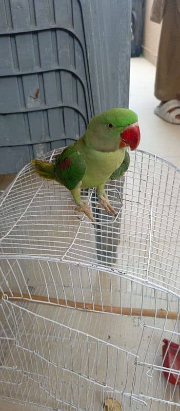 Pahari green parrot 2