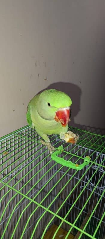 Pahari green parrot 3