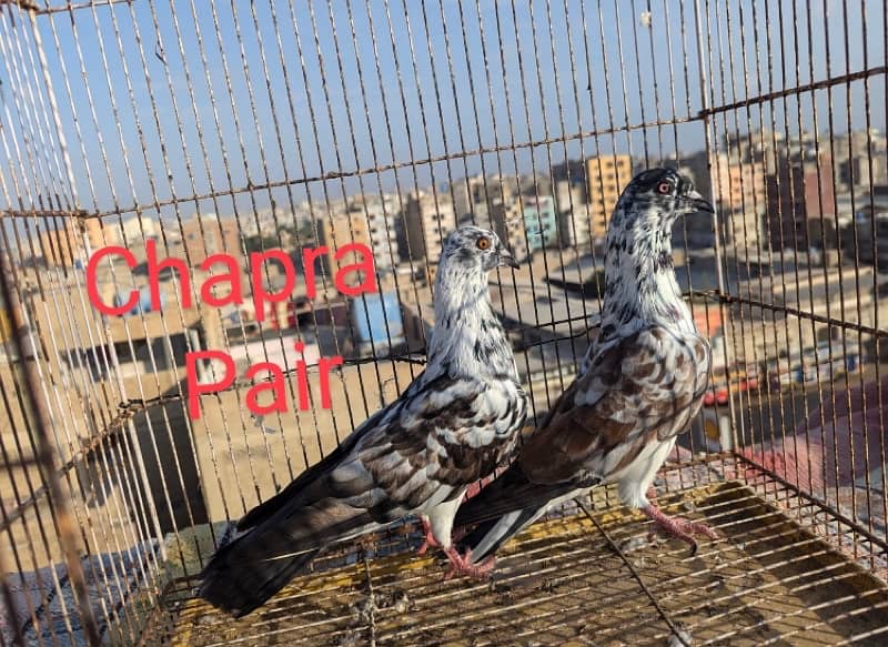 kabili pair argent sale 03012689773 6