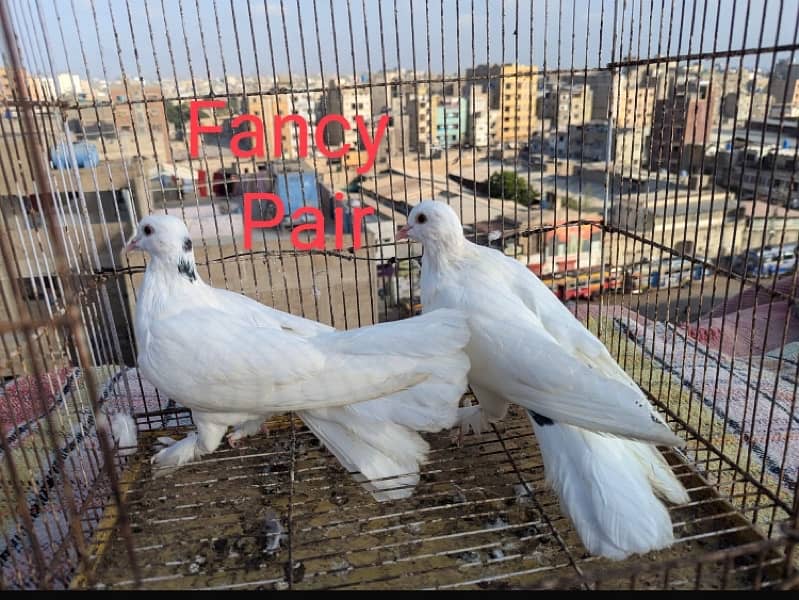 kabili pair argent sale 03012689773 11