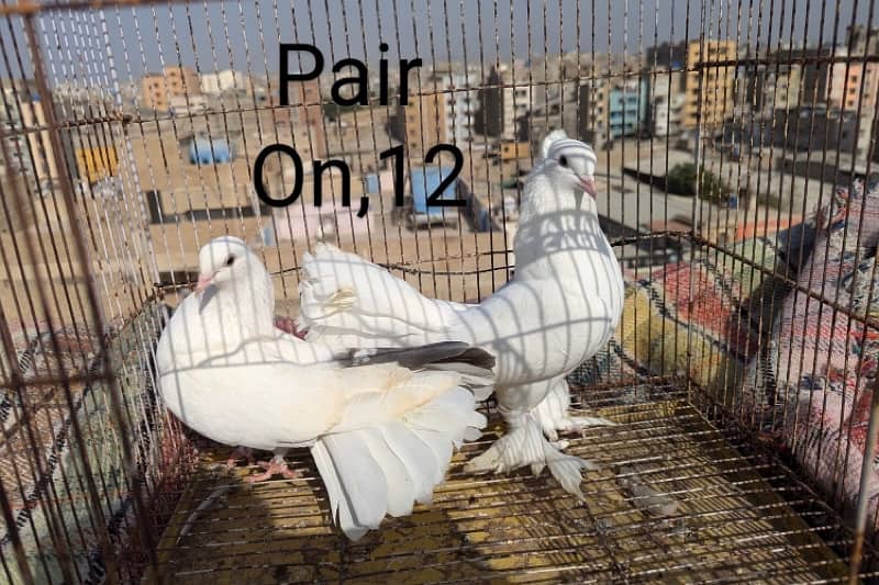 kabili pair argent sale 03012689773 14