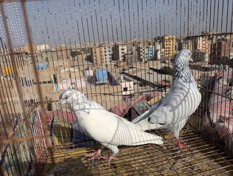 kabili pair argent sale 03012689773 15