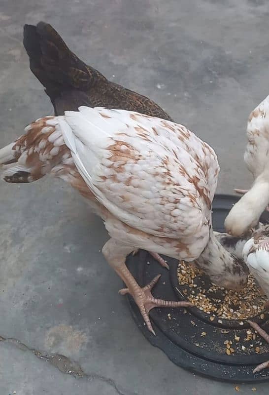 Aseel Breeding hen 1