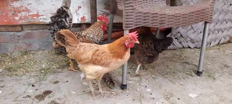 3 hens and 1 cock for sale 0