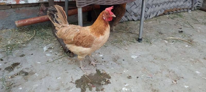 3 hens and 1 cock for sale 2