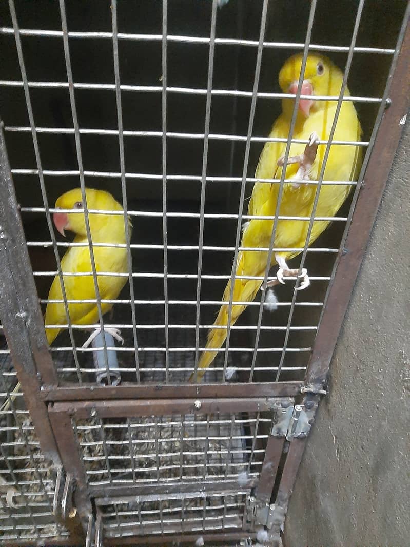 Green ringneck, pahari and yellow ringneck pairs 0