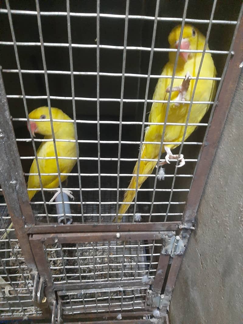 Green ringneck, pahari and yellow ringneck pairs 1