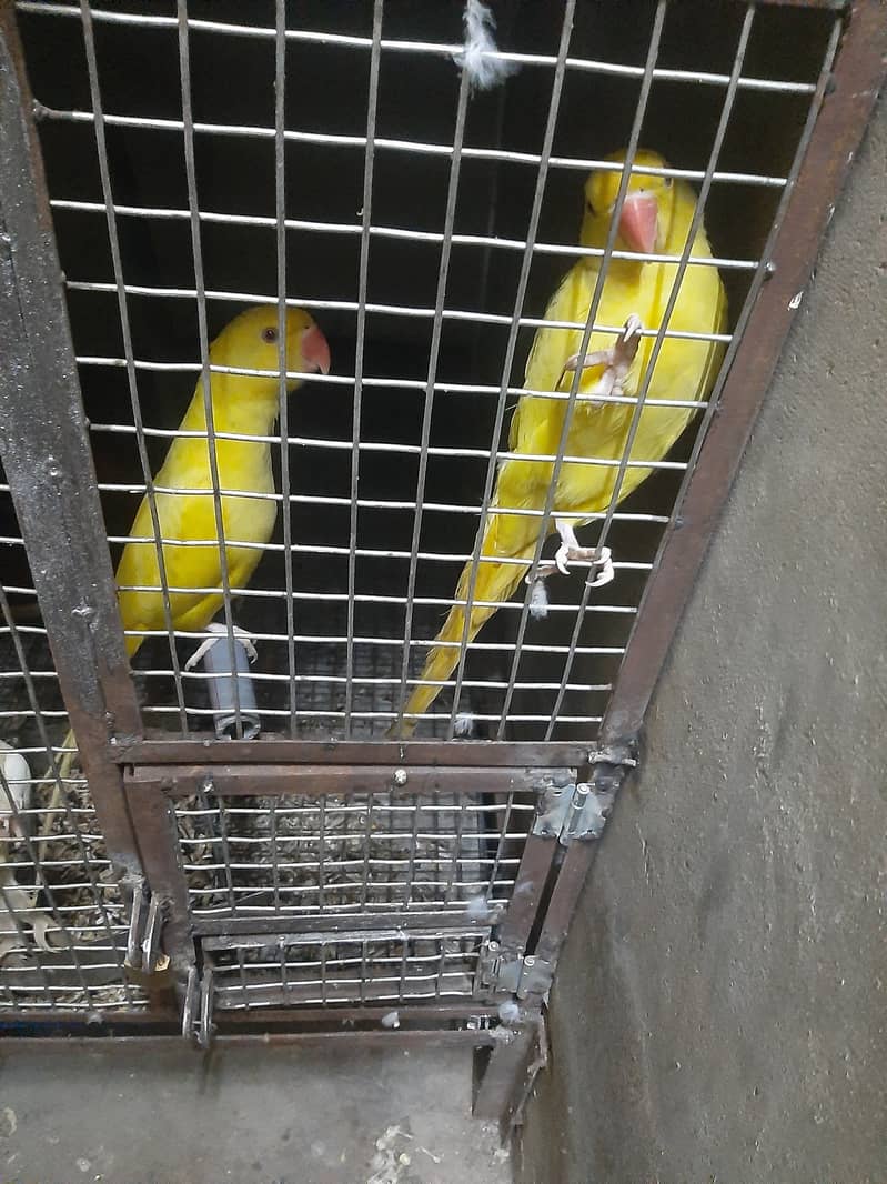 Green ringneck, pahari and yellow ringneck pairs 2