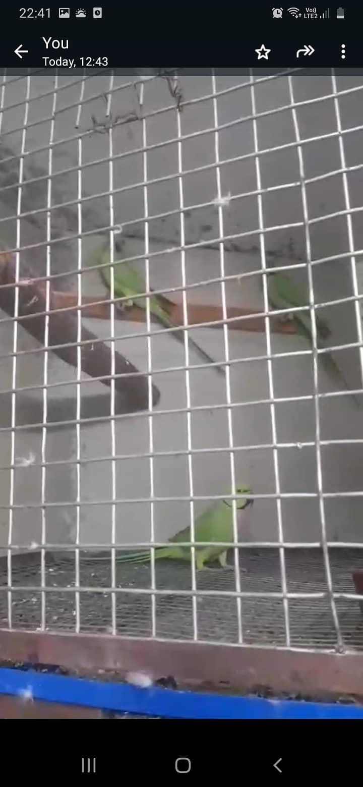 Green ringneck, pahari and yellow ringneck pairs 8