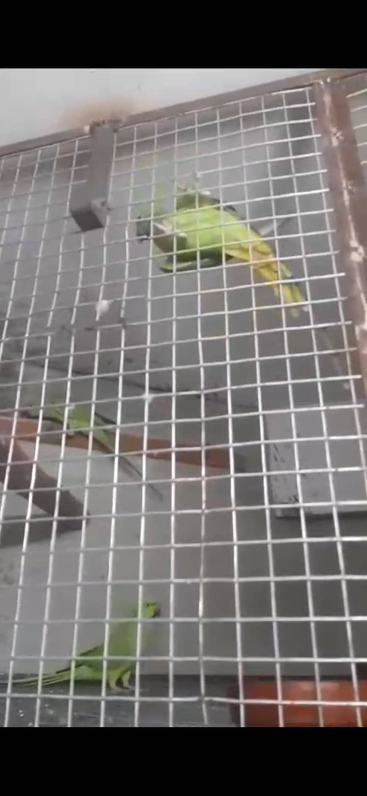 Green ringneck, pahari and yellow ringneck pairs 10