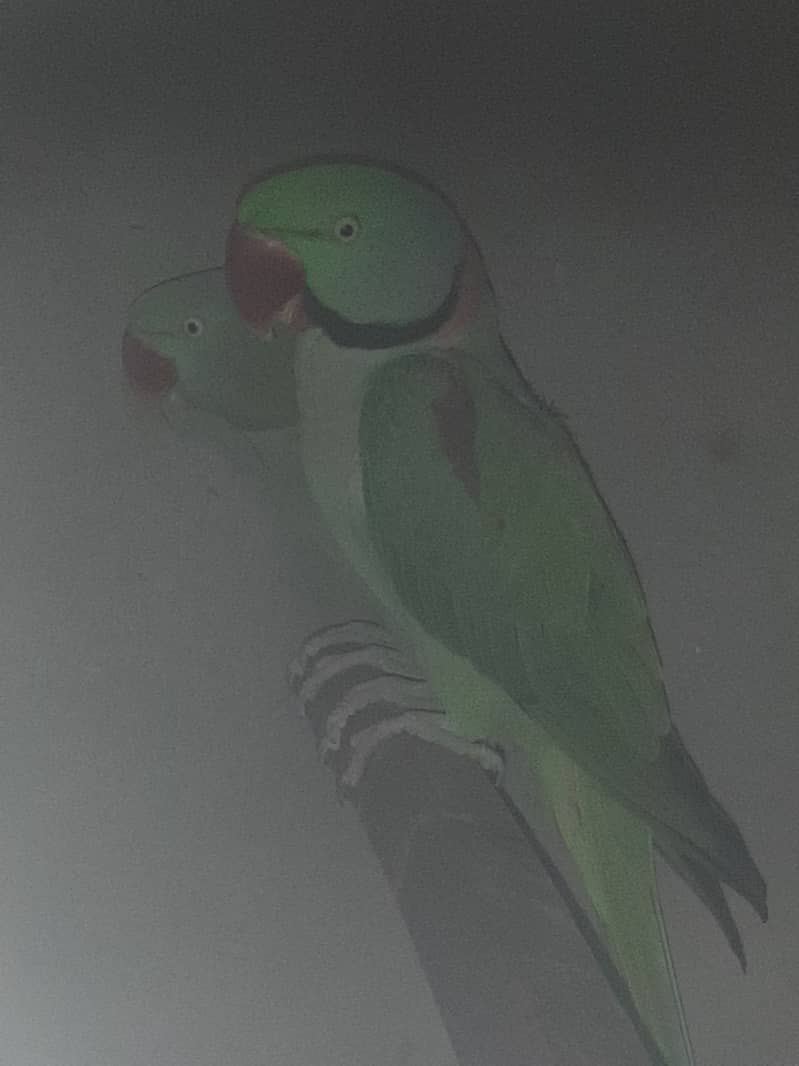 Green ringneck, pahari and yellow ringneck pairs 11