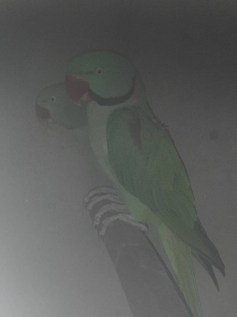 Green ringneck, pahari and yellow ringneck pairs 12