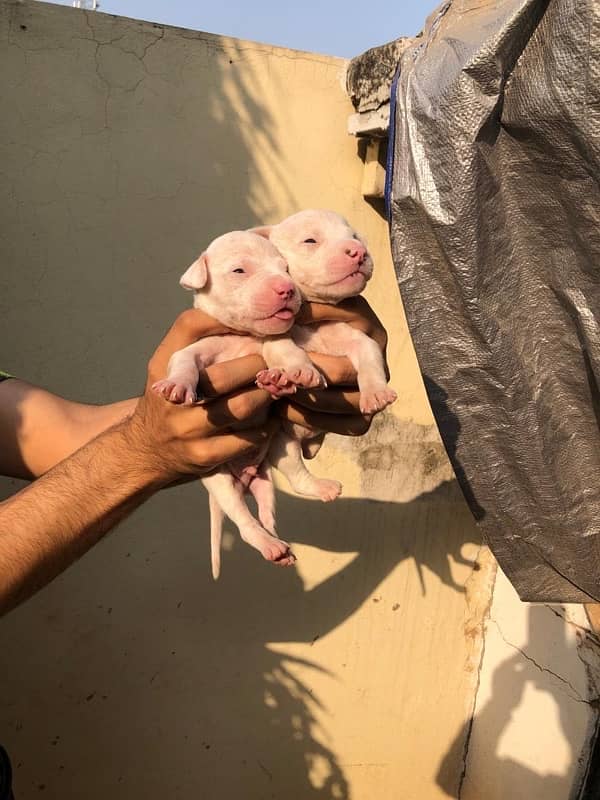 pure kuhati gultair puppy for sale whatsaap number 03023385073 2